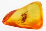 Detailed Fossil Ant (Formicinae) In Baltic Amber #335790-1